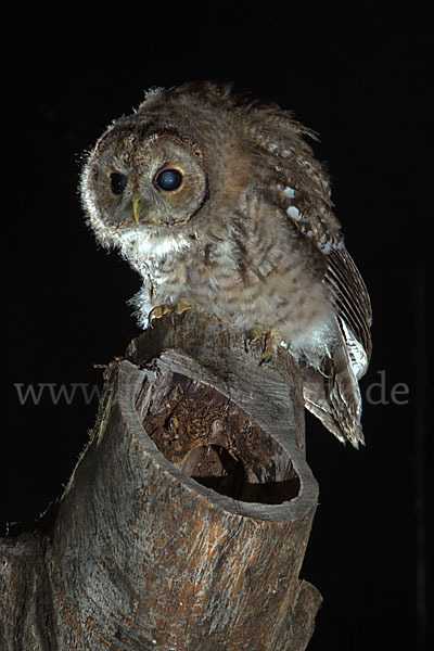 Waldkauz (Strix aluco)