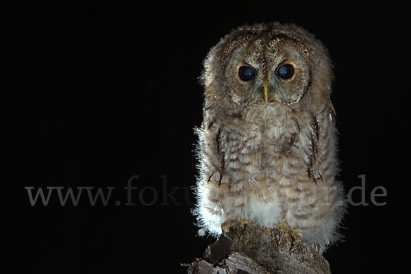 Waldkauz (Strix aluco)