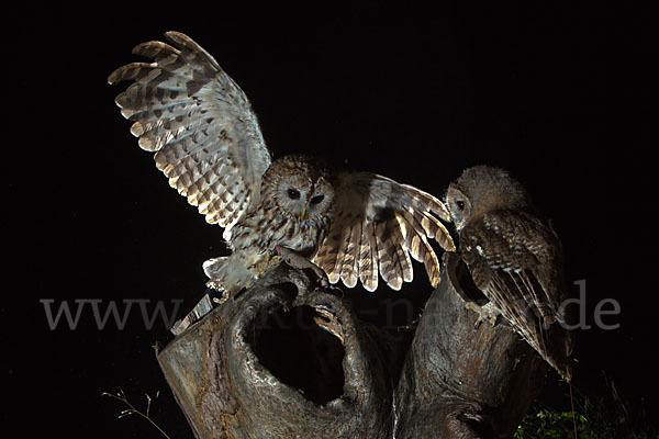 Waldkauz (Strix aluco)