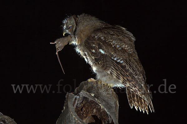 Waldkauz (Strix aluco)