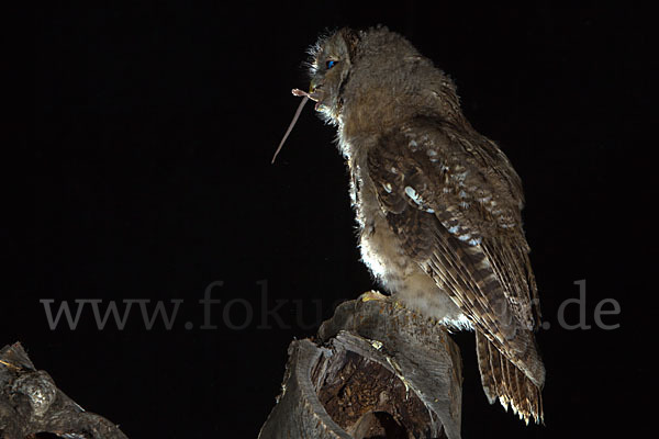 Waldkauz (Strix aluco)