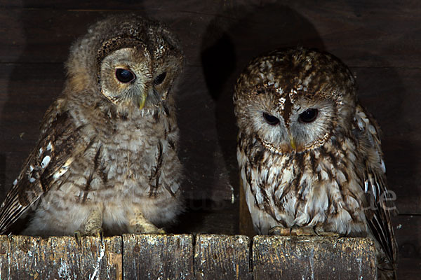 Waldkauz (Strix aluco)