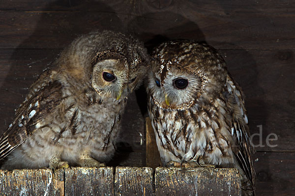 Waldkauz (Strix aluco)