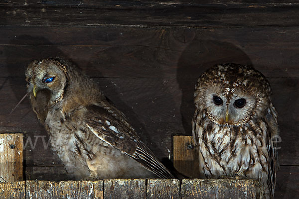 Waldkauz (Strix aluco)