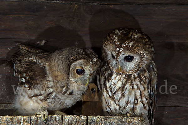 Waldkauz (Strix aluco)