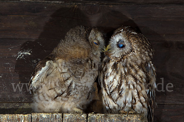 Waldkauz (Strix aluco)