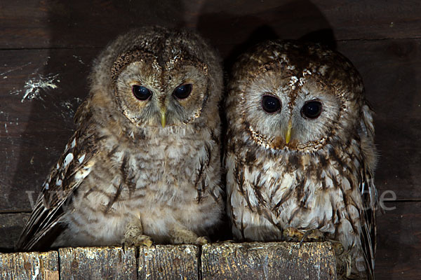 Waldkauz (Strix aluco)