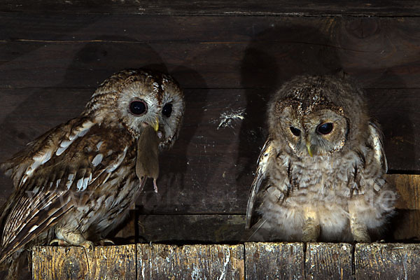 Waldkauz (Strix aluco)