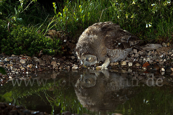 Waldkauz (Strix aluco)