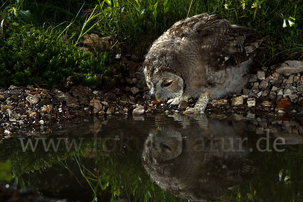 Waldkauz (Strix aluco)