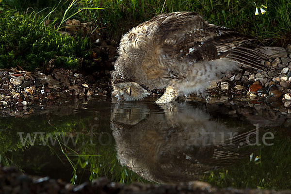 Waldkauz (Strix aluco)