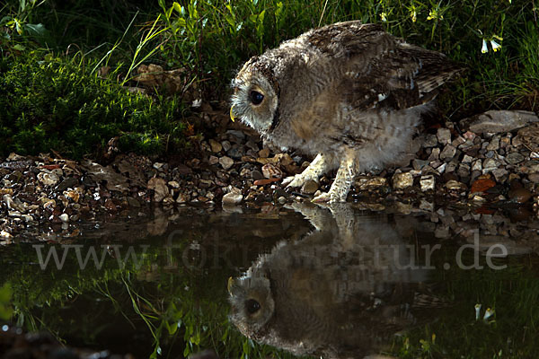 Waldkauz (Strix aluco)