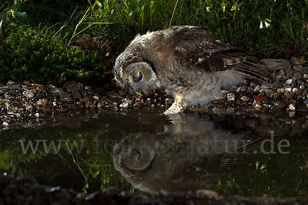 Waldkauz (Strix aluco)