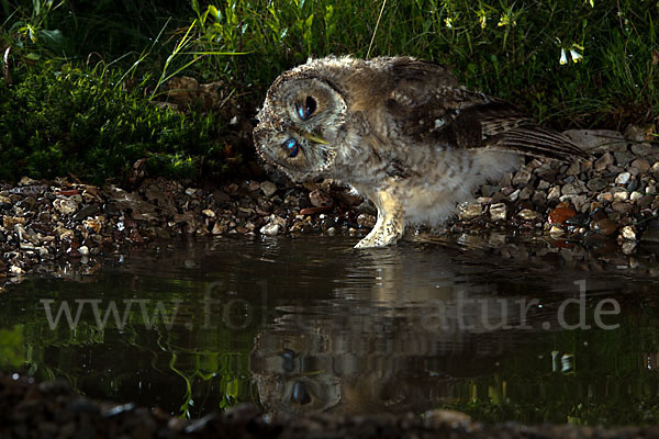 Waldkauz (Strix aluco)