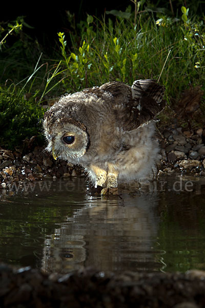 Waldkauz (Strix aluco)