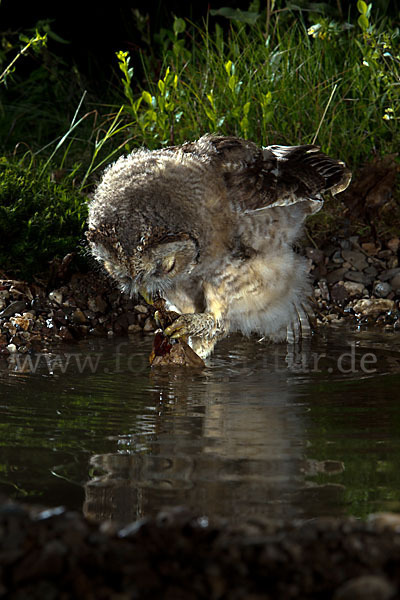 Waldkauz (Strix aluco)