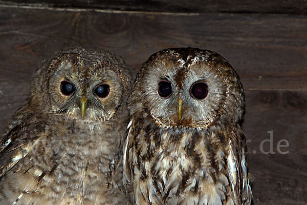 Waldkauz (Strix aluco)