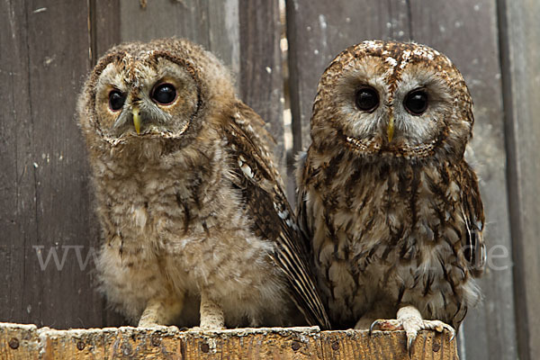 Waldkauz (Strix aluco)