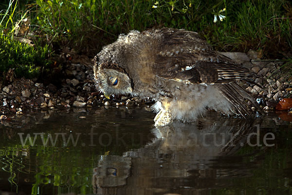 Waldkauz (Strix aluco)