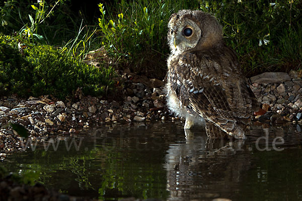 Waldkauz (Strix aluco)