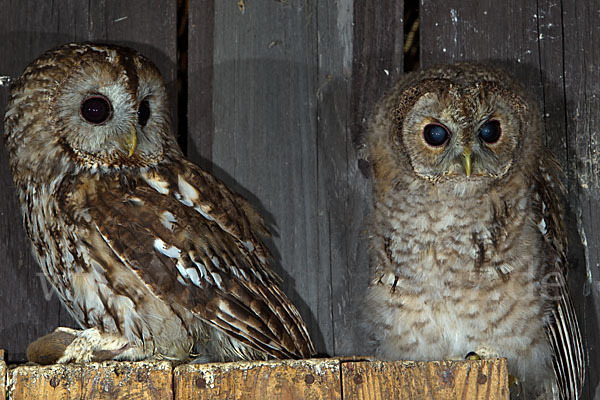 Waldkauz (Strix aluco)