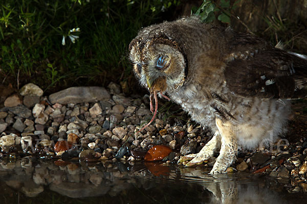 Waldkauz (Strix aluco)