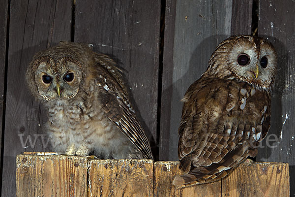 Waldkauz (Strix aluco)