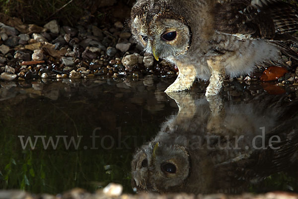 Waldkauz (Strix aluco)