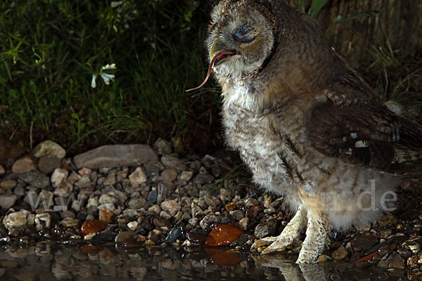 Waldkauz (Strix aluco)