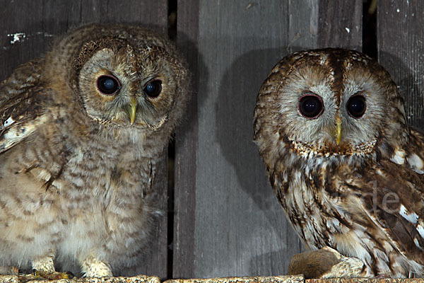 Waldkauz (Strix aluco)