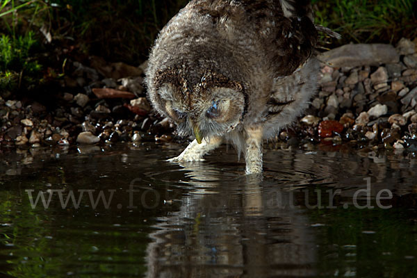 Waldkauz (Strix aluco)