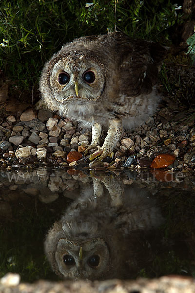 Waldkauz (Strix aluco)