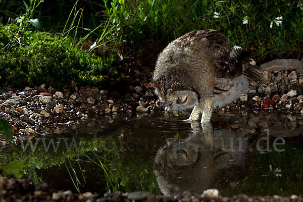 Waldkauz (Strix aluco)