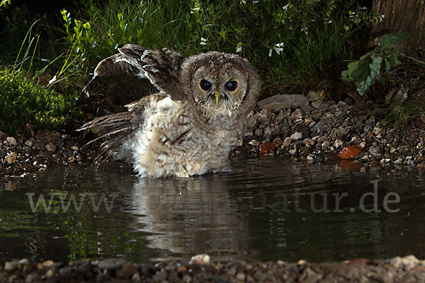 Waldkauz (Strix aluco)