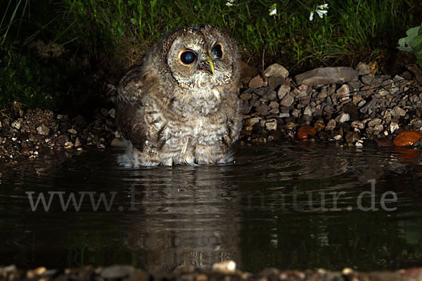 Waldkauz (Strix aluco)