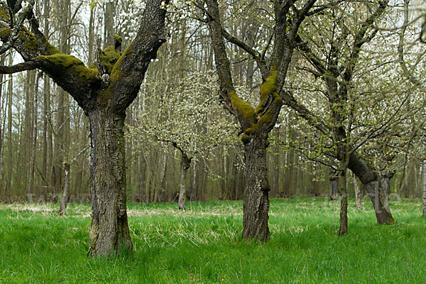 Waldkauz (Strix aluco)