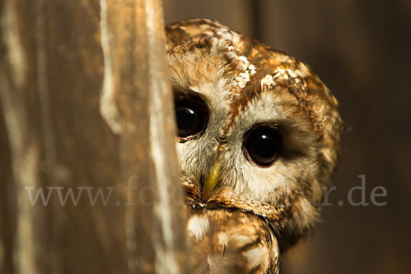 Waldkauz (Strix aluco)