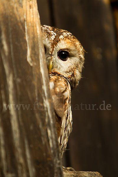 Waldkauz (Strix aluco)