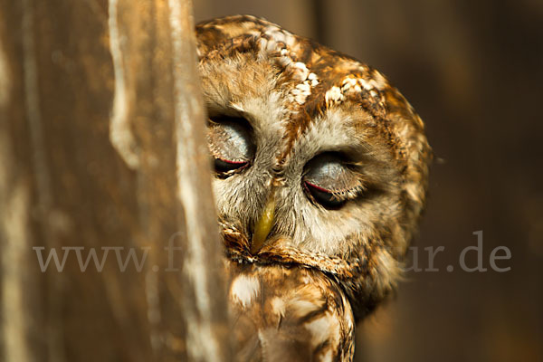 Waldkauz (Strix aluco)