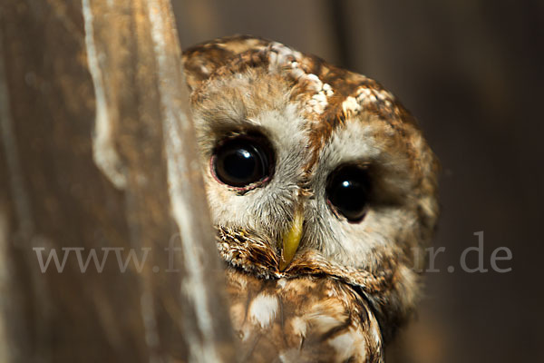 Waldkauz (Strix aluco)