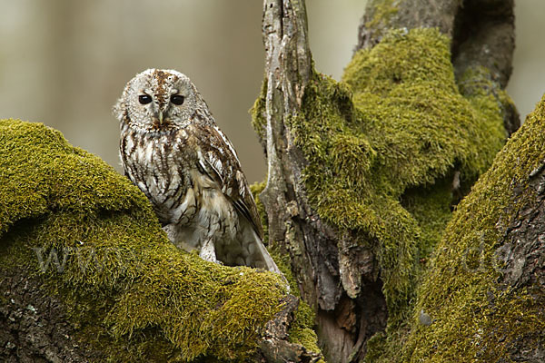 Waldkauz (Strix aluco)