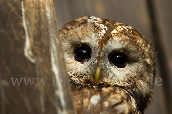 Waldkauz (Strix aluco)