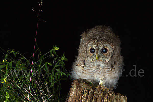 Waldkauz (Strix aluco)