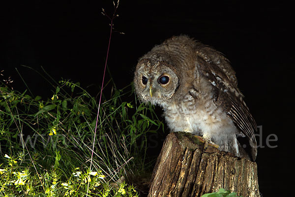 Waldkauz (Strix aluco)