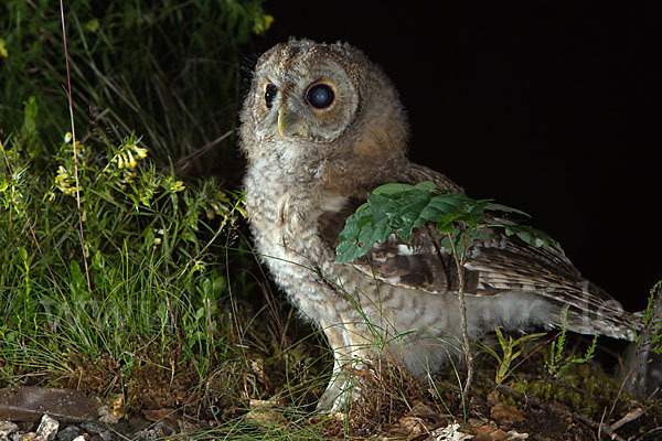 Waldkauz (Strix aluco)