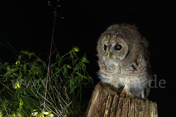 Waldkauz (Strix aluco)