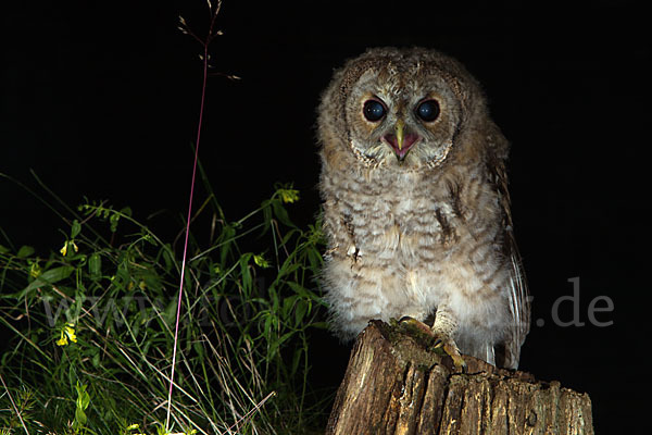 Waldkauz (Strix aluco)