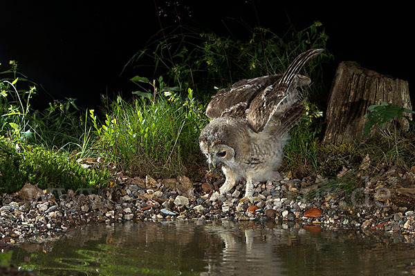 Waldkauz (Strix aluco)