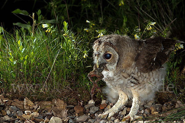 Waldkauz (Strix aluco)