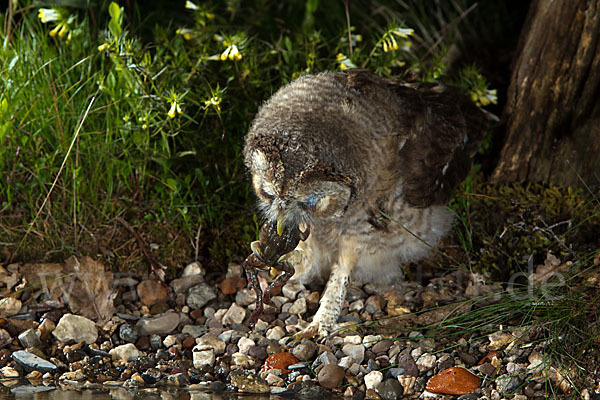 Waldkauz (Strix aluco)